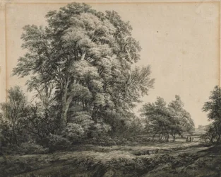 Paesaggio forestale